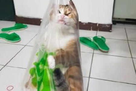 塑料袋的沙沙声为何让猫咪害怕？铲屎官必看