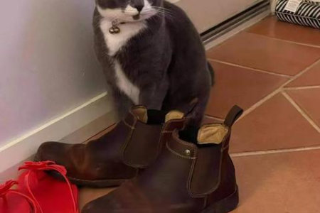 猫咪睡鞋子的原因大揭秘，原来它们这么想你！