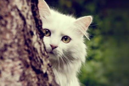猫咪为啥怕贴纸？揭秘猫猫的贴纸恐惧症！