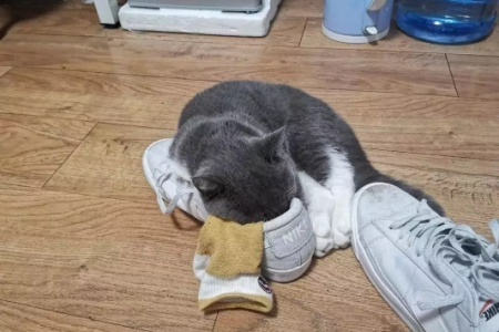 小猫蹭鞋子是为啥？揭秘猫咪的秘密行为！