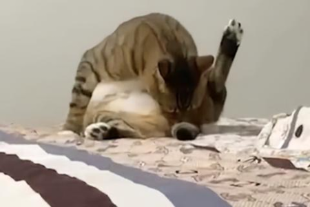 家里猫咪爱闻臭鞋，这背后有什么猫腻？
