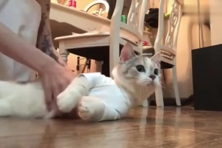 为什么小猫喜欢嘬人衣服？专家来解答