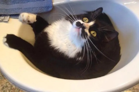 猫为什么喜欢在洗脸池睡觉？猫咪奇葩睡姿大揭秘！