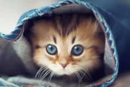猫咪疯狂爱上猫抓板？原来是这些原因在作祟！