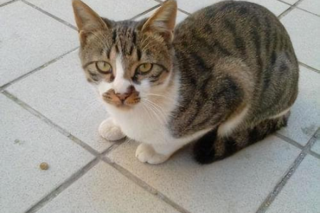 家里猫猫爱玩躲猫猫？原来这背后藏着这么多小秘密！