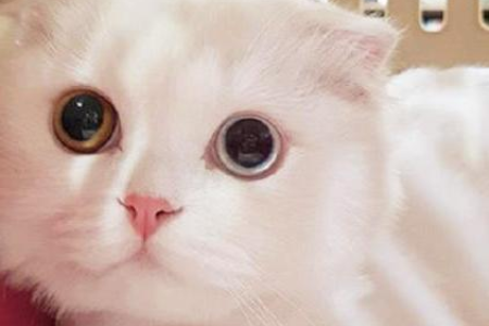 新猫不适应新环境躲起来，如何帮助它？