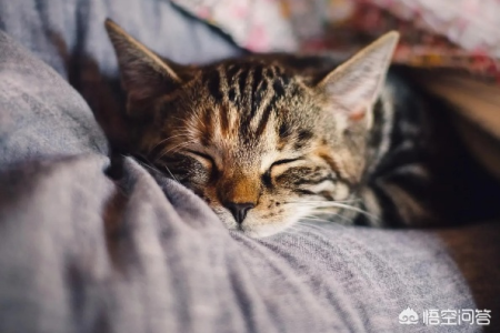 小猫为什么发出呼噜呼噜的声音？几种可能的原因分析