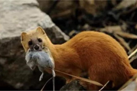 猫不抓黄鼠狼的原因：臭味、利爪和强大战斗力！