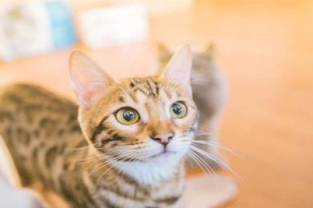 家里猫咪总是呼噜呼噜叫？猫咪咕噜声的多种含义及应对方法