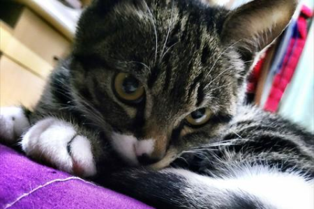 猫咪呼噜声的秘密：它在告诉你什么？