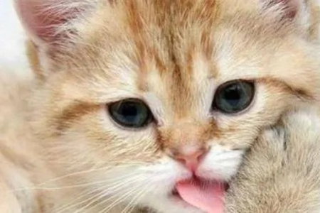 猫咪像狗狗一样吐舌头喘气是怎么回事？