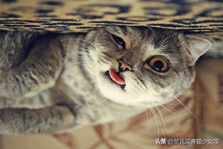猫咪吐舌头哈气喘吁吁，这几种情况你了解吗？