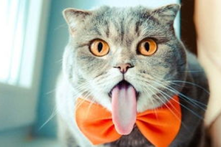 猫睡觉时吐舌头正常吗？警惕这些疾病信号！