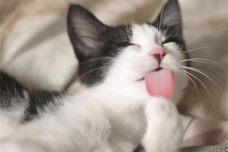 猫咪吐舌头一小截正常吗？几种常见原因分析