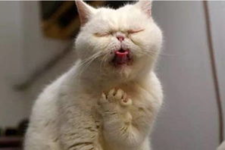 猫咪听到梳子声吐是什么原因？详解猫咪应激反应