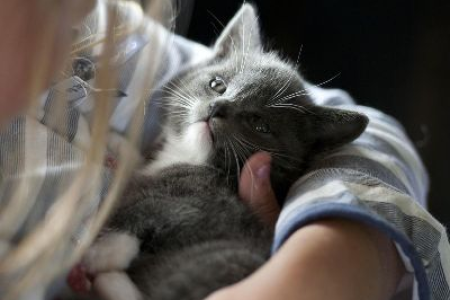 猫咪不停咕噜咕噜叫，是开心还是生病了？
