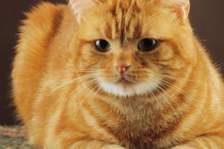 猫的胡子到底有什么用？看完你就明白了！