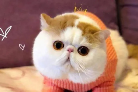 我的加菲猫会记住我吗？猫咪的记忆力究竟如何？