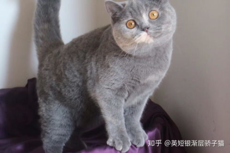英短蓝白猫品相评估标准是什么？一看就会