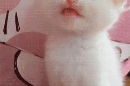 猫呼呼声代表什么？猫咪发出呼噜声的多种含义及应对方法