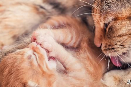 别让猫咪乱发情！家猫绝育，守护健康和快乐生活