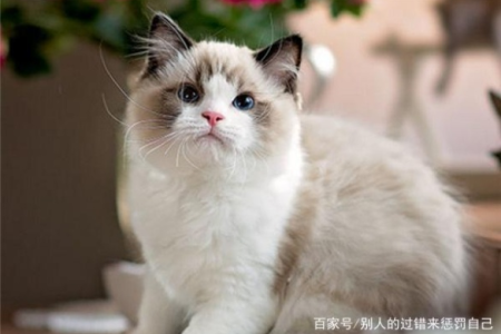 为什么布偶猫绝育后才出售？这背后有什么隐情？