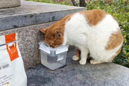 流浪猫拒食怎么办？可能是这些原因导致的