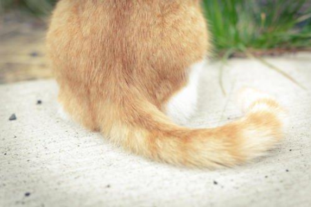 家里猫咪尾巴很油是什么原因？猫咪尾巴出油如何有效改善？