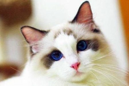 为什么布偶猫这么贵？揭秘高价背后的三大原因