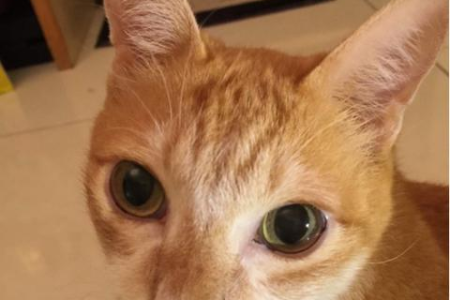 解读猫咪睡主人枕头的行为，猫咪表达了什么情感？