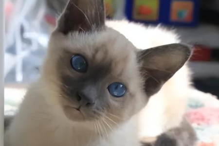 暹罗猫挑食又瘦弱？如何帮助它增重？