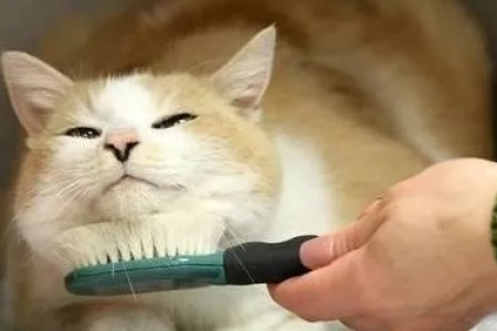 解决猫换季掉毛严重问题，实用技巧分享！