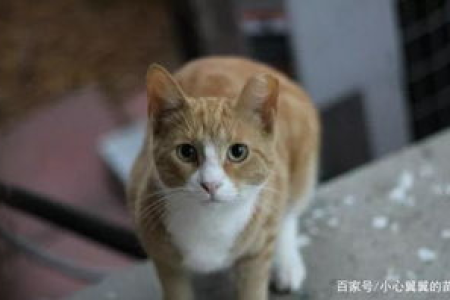 为什么感觉流浪猫都是橘猫？科学解释来了