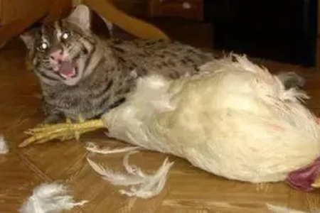 猫咪为何对鸡下手？揭开猫咬死鸡背后的真相