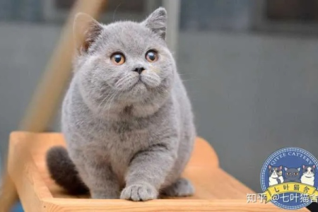 英短蓝猫为什么叫蓝猫？名字由来大揭秘！