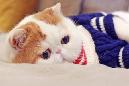 公猫打不过母猫是天性？猫界生存法则大揭秘！
