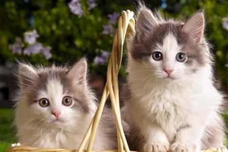 猫咪为啥怕粘毛纸？揭秘猫爪子粘纸的秘密！