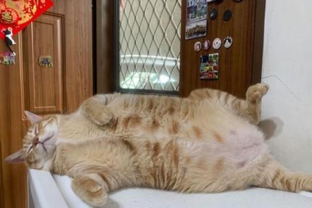 橘猫为什么这么胖？基因、性别和生活习惯的影响