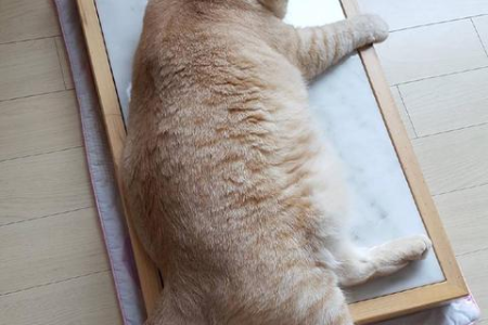 为什么我的橘猫食量惊人却依然很瘦？原因竟然这么多！