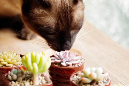 猫咪好奇心太强怎么办？教你几招轻松应对！