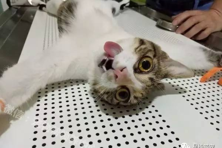斯芬克斯猫绝育手术：风险小，好处大！