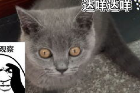 为什么英短是蓝猫而不是灰猫？品种标准告诉你