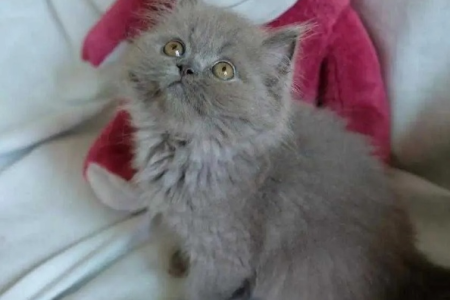 英短蓝猫长毛的秘密：基因和血统的影响