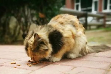 流浪猫为什么不主动攻击人？和它们的性格有关吗？
