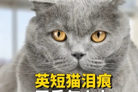 英短猫泪痕的元凶：饮食、疾病还是其他？