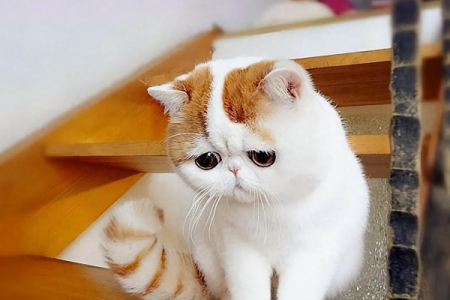 加菲猫泪痕重是什么原因？铲屎官必看解决方法！
