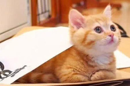 为什么橘猫容易长大变胖？这几个原因你都知道吗？