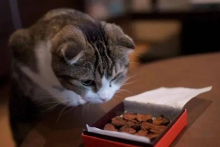 为什么我的猫找不到食物？猫的视力秘密