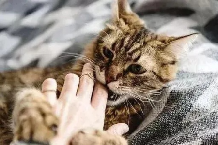 猫咪咬人别害怕，看看这些原因你就懂了！
