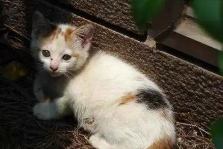猫咪乱窜引擎盖，后果不堪设想！发动机损坏、猫咪受伤怎么办？
